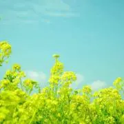 ゆゆゆの画像