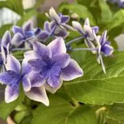 ナオの画像
