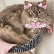 にゃんฅ•ω•ฅの画像