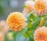 りん⭐の画像
