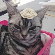 ミーちゃんの画像