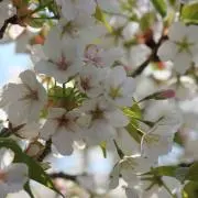 ayui