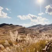 Yの画像