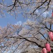 Sopyeの画像