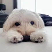 maaa