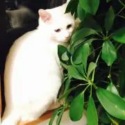 yuki