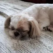 にゃんの画像