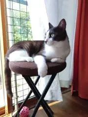 ネコドマンナカの画像