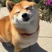 さとうの画像