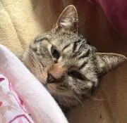 しまおの画像