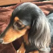 ミックの画像
