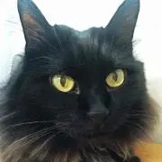 かがみこ