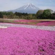 ポロの画像