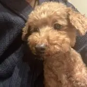 あちゃらくの画像