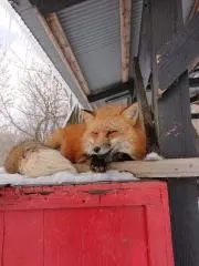 KO