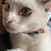 寧々˚✧₊⁎❝᷀ົཽ≀ˍ̮ ❝᷀ົཽ
