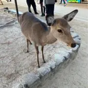 Image of RUNA