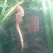 レミ