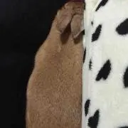 千姫 ウサギ