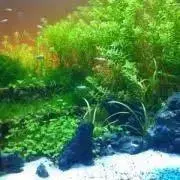 ぐっぴー