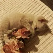 アクア
