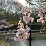サクラ。の画像