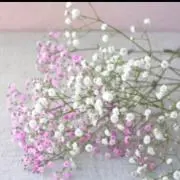 みつの画像
