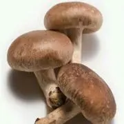 しいたけ
