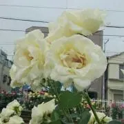 BOUQUET