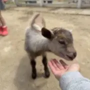 ガビの画像
