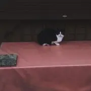 たなかの画像