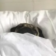 ayの画像