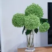 maamの画像