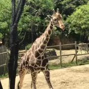 ももか