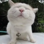 しもやんの画像