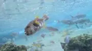 わんきち★引っ越しに伴い断捨離中の画像