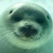 ちょむの画像