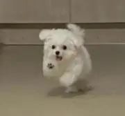 mamの画像