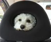 たばちゃんの画像