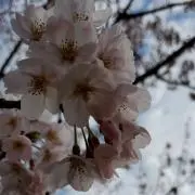 Wakkaの画像