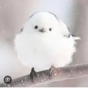 きりりんの画像