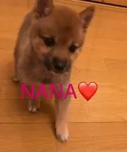 ☆ナナ☆プロフ見て下さい♪の画像