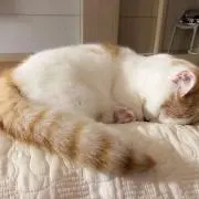 ooiの画像