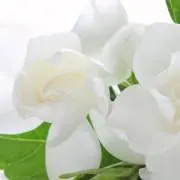 ゆず