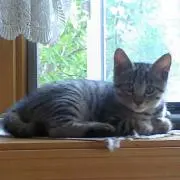 ふれんどしっぷ【即購入OK+即日発送可】の画像
