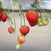 モモの画像