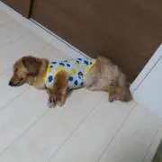 トミーの画像