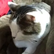 もちもち