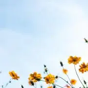 やまの画像