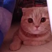 ぜっと